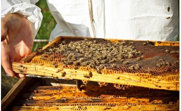 A magyar termelő édes aranya: a méz 